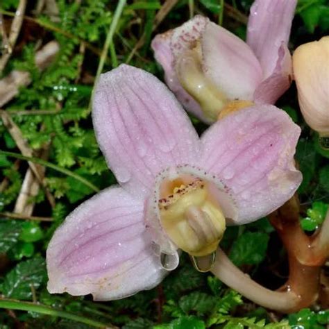 鍾馗蘭|ショウキラン（鍾馗蘭） 尾瀬に咲く花 季節・時期・見ごろ 花図。